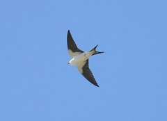 Tachycineta cyaneoviridis