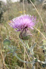 Cirsium ukranicum
