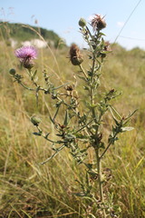 Cirsium ukranicum