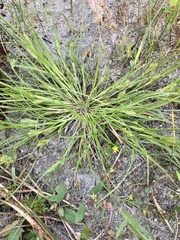Carex sychnocephala