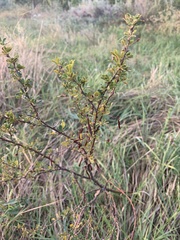 Chamaecytisus ruthenicus