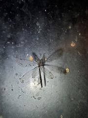 Dendroleon speciosus