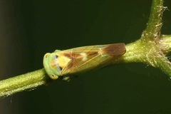 Populicerus nitidissimus