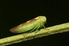 Populicerus nitidissimus