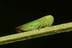 Populicerus nitidissimus