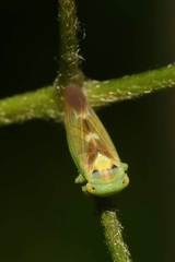 Populicerus nitidissimus