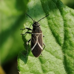 Ochrimnus disseptus