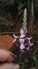 Striga bilabiata bilabiata