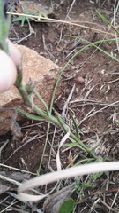 Striga bilabiata bilabiata