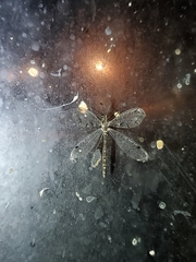 Dendroleon speciosus