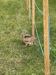Lepus europaeus