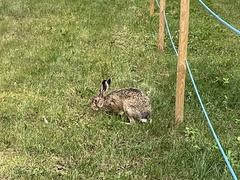 Lepus europaeus