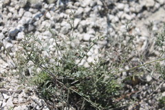 Pimpinella titanophila