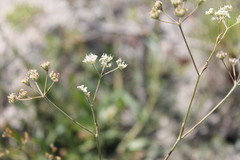 Pimpinella titanophila