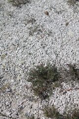 Pimpinella titanophila
