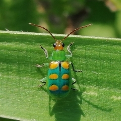 Diabrotica speciosa