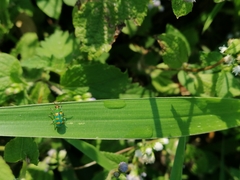 Diabrotica speciosa