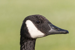 Branta canadensis