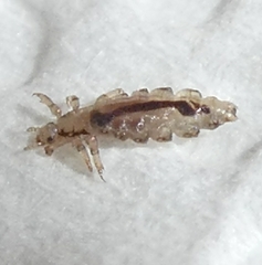 Pediculus humanus