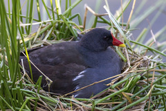 Gallinula chloropus