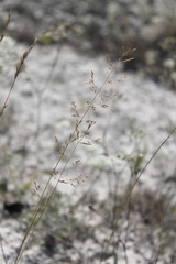 Festuca cretacea