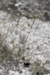 Festuca cretacea