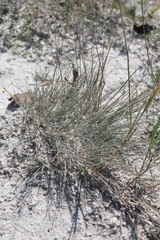 Festuca cretacea
