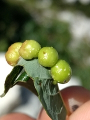 Euura acutifoliae