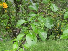 Dolichandra quadrivalvis