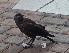 Corvus monedula