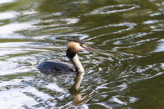 Podiceps cristatus