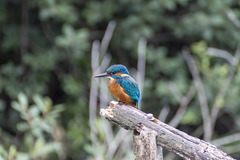 Alcedo atthis
