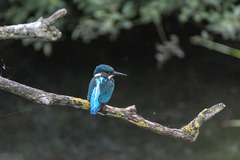 Alcedo atthis