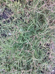 Digitaria sanguinalis