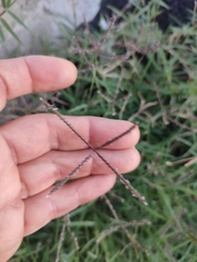 Digitaria sanguinalis