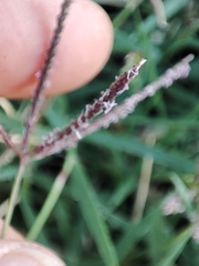 Digitaria sanguinalis