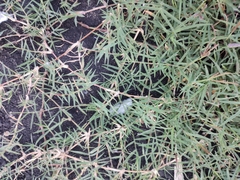 Digitaria sanguinalis