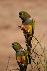Cyanoliseus patagonus