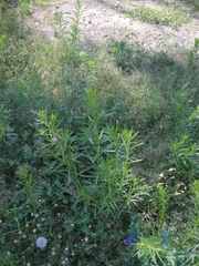 Erigeron canadensis