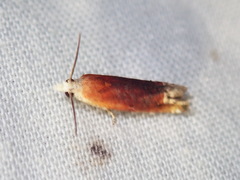 Eucosma raracana