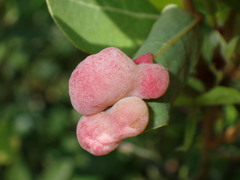 Exobasidium ferrugineae