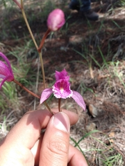 Bletia greenwoodiana