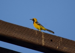 Icterus cucullatus