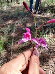 Bletia greenwoodiana