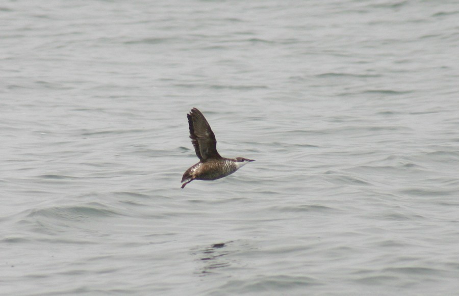 Long-billed Murrelet (Brachyramphus perdix)