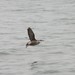 Long-billed Murrelet - Photo (c) kerry_ross, some rights reserved (CC BY-NC), uploaded by kerry_ross