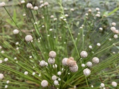 Eriocaulon cinereum