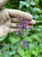 Stachys chamissonis cooleyae