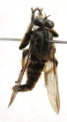 Amblyonychus trapezoidalis