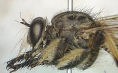 Amblyonychus trapezoidalis